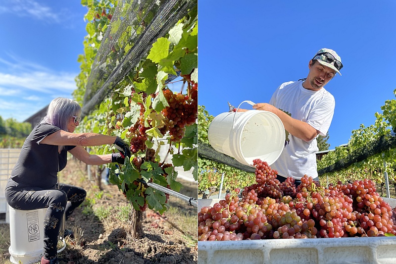 Harvest at Blue Grouse Estate Winery and VIneyard