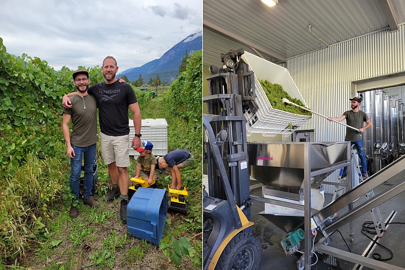 Harvest at Fort Berens Estate Winery Ltd