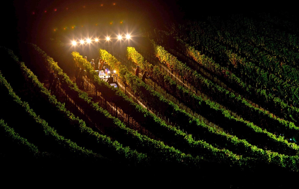 Night harvest in California