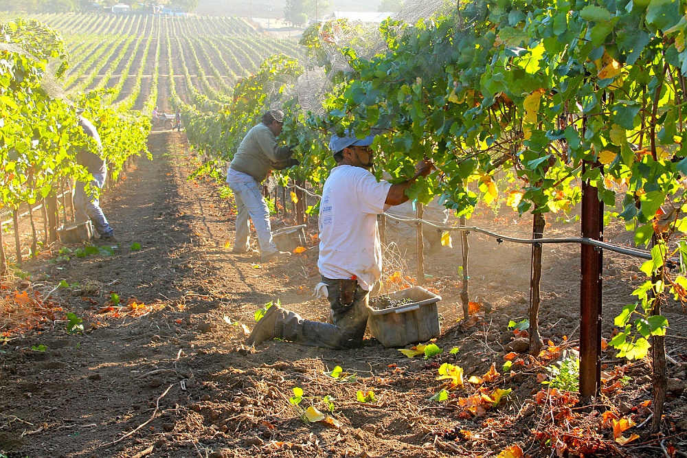 Workers picking grapes