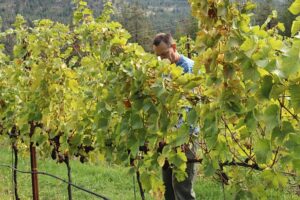 Rolf de Bruin picking grapes at Winch Spur Vineyard