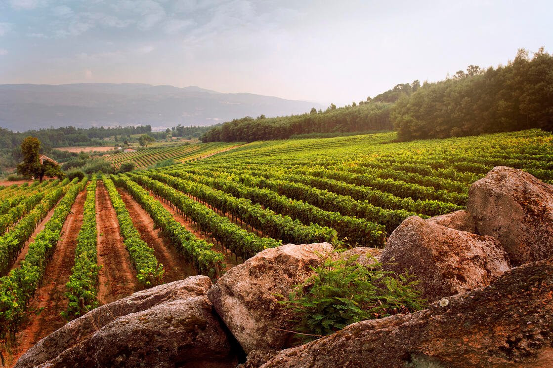 Dão © Wines of Portugal