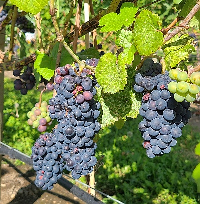 Ripe Wine Grapes in the Okanagan Pinot Noir Dijon clone 667