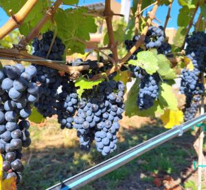 Syrah grapes