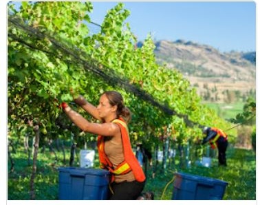 Wines of BC 2022 Harvest