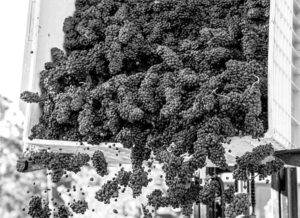Pinot Noir grapes harvested at 1 Mill Road