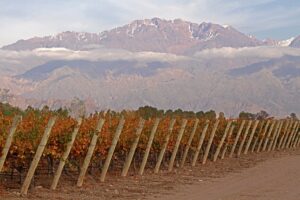 UKO Wines vineyards