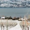 BCWI - Winter Vineyards - Grey Monk Winery