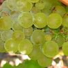 Sauvignon blanc grapes