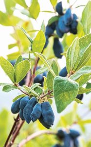 Haskap berries (Image courtesy echohaskap.ca)
