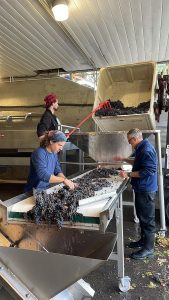 Blasted Church - team sorting grapes - Harvest 2023