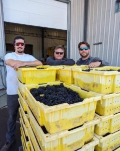 Grape harvest 2023 at Rosehall Run Vineyards