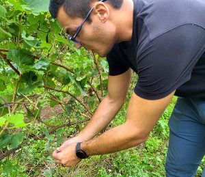 Jacob checking grapes in the vineyard