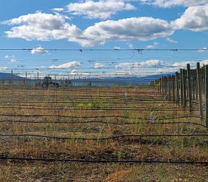Spearhead Winery vineyard to be replanted