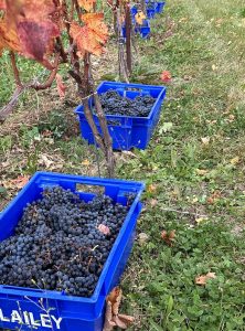 2024 Harvest at Lailey Wines