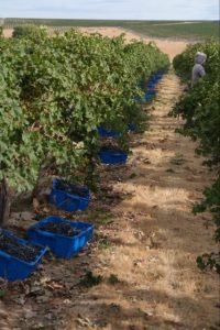 Blasted Church - Harvest at Andrew Family Vineyards in Washington