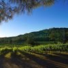 Ironstone's Vineyards