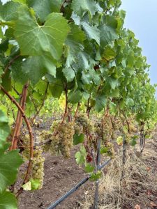 Solvero - 2024 Harvest - Aebischer Vineyard, Chehalem Mountains AVA Oregon