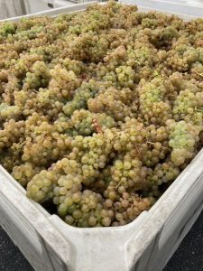 Therapy Vineyard's only bin of Chardonnay