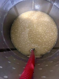 Grape must getting ready for fermentation at Lighthall Vineyards