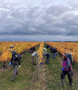 Picking grapes at Lailey Wines 2024