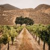 Wiley Ranch Vineyard (Image courtesy ASV Wines)