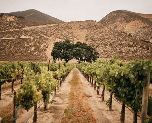 Wiley Ranch Vineyard (Image courtesy ASV Wines)