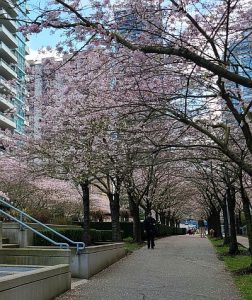Cherry blossoms in Burnaby