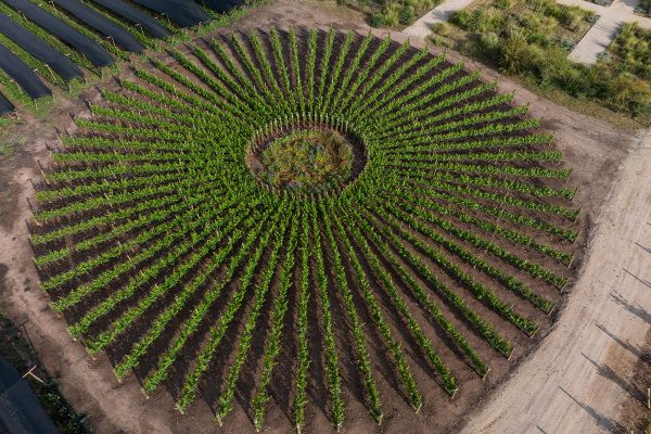 Sundial Vineyard (image couresty Vina Don Melchor)