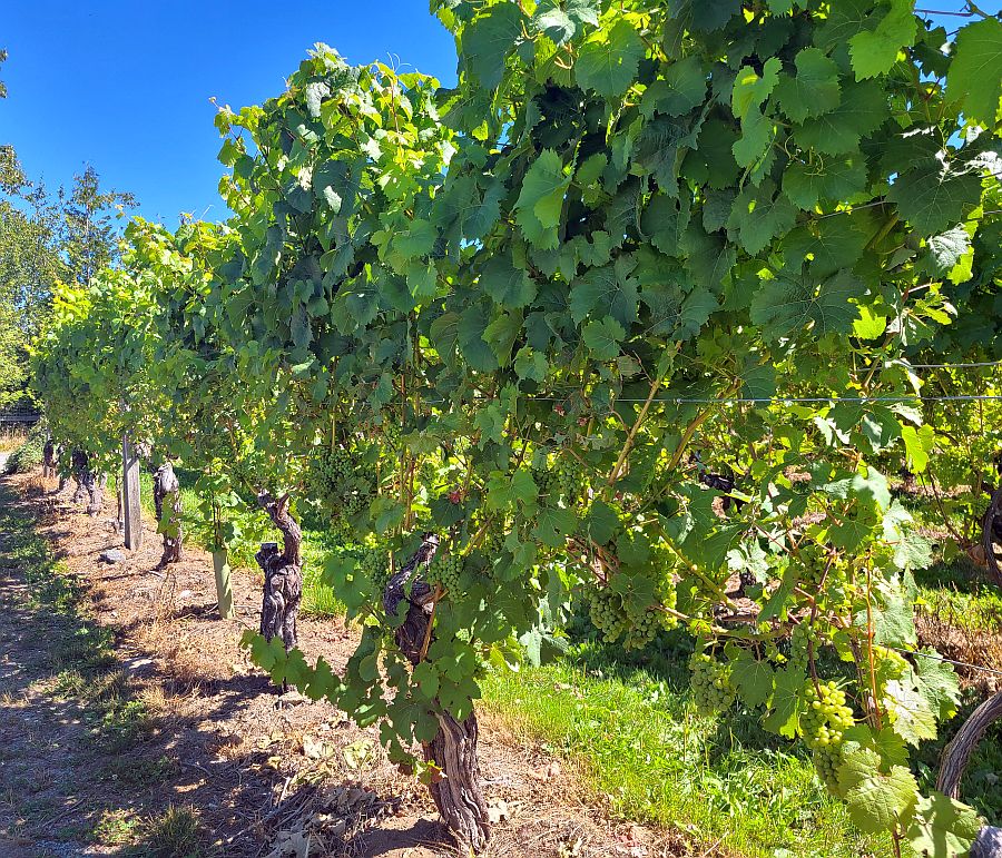 Unripe Bacchus grapes at the Chaberton Estate Winery vineyard