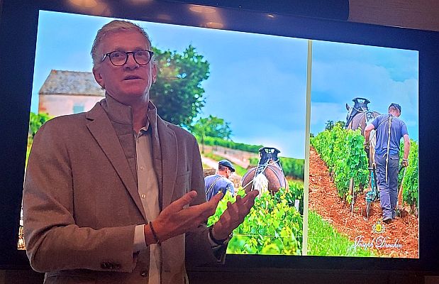 Horse-plowing at Maison Joseph Drouhin